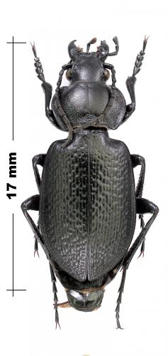 Réf. 248 989 : Carabus maurus maurus
